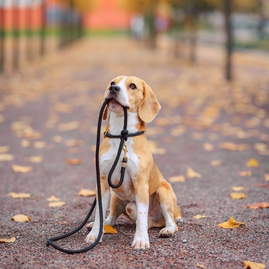 Dog walking with a trusted Vacay Sitters dog walker