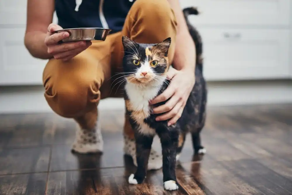 Pet Sitter, Cat