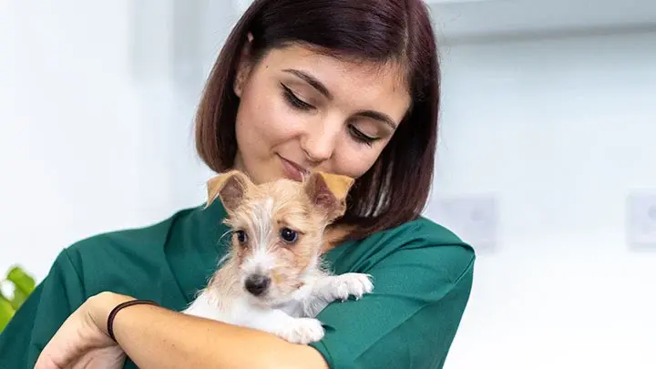 Emergency vet visits in Cape Town